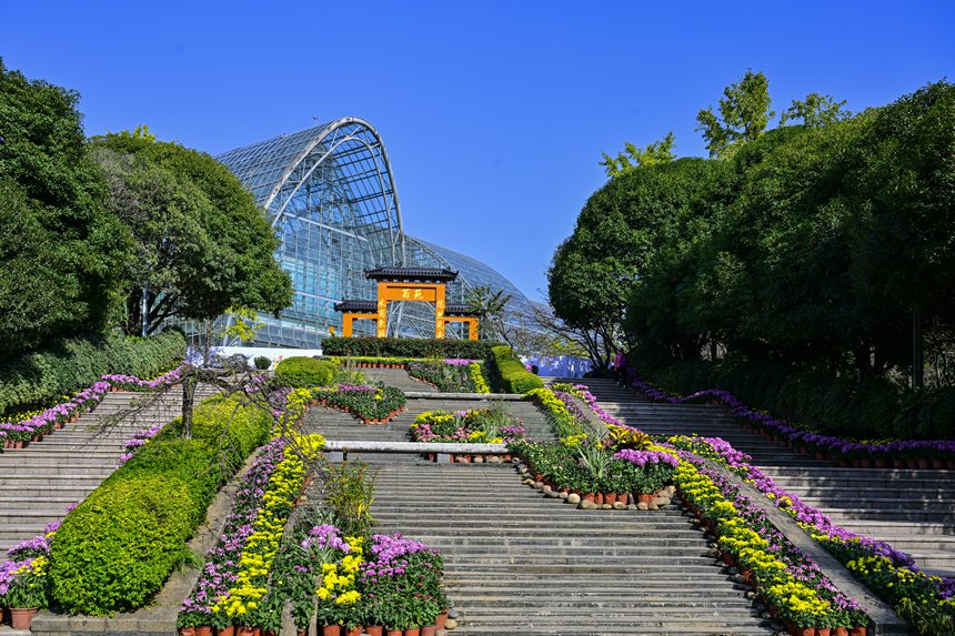南山植物園菊花綻放。崔景印攝