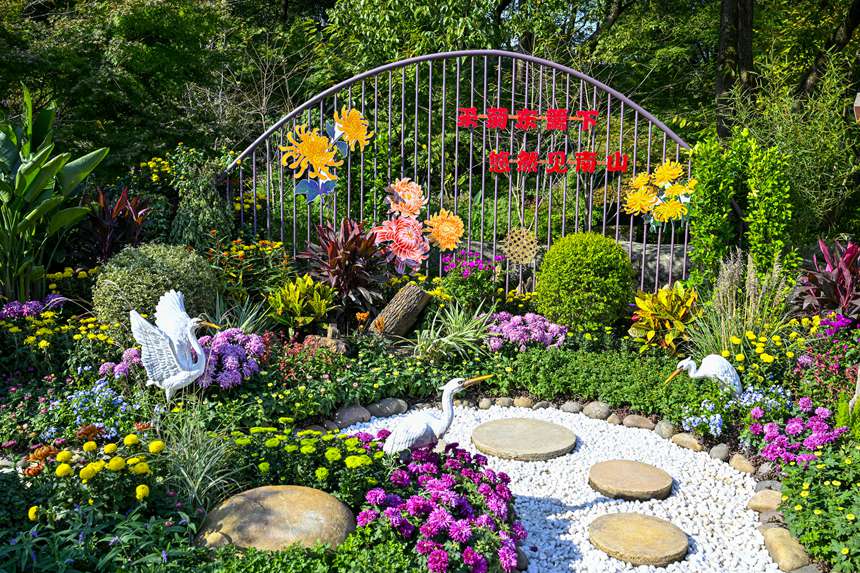 南山植物園菊花綻放。崔景印攝