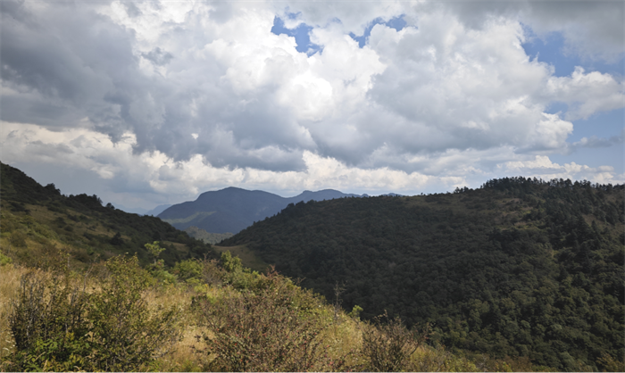 重慶巫溪陰條嶺蔥坪高海拔區域的五脈綠絨蒿生境。危永勝拍攝