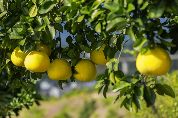 梁平柚掛滿枝頭。熊偉攝