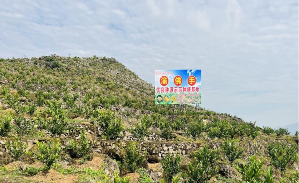 “渝佛手”種植基地。秀山縣委宣傳部供圖