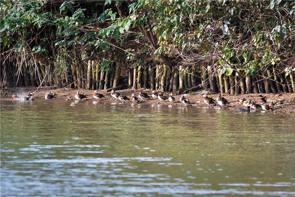 鴛鴦棲息。高柔攝