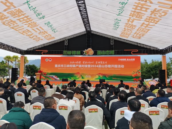 巫山戀橙開園。巫山縣委宣傳部供圖