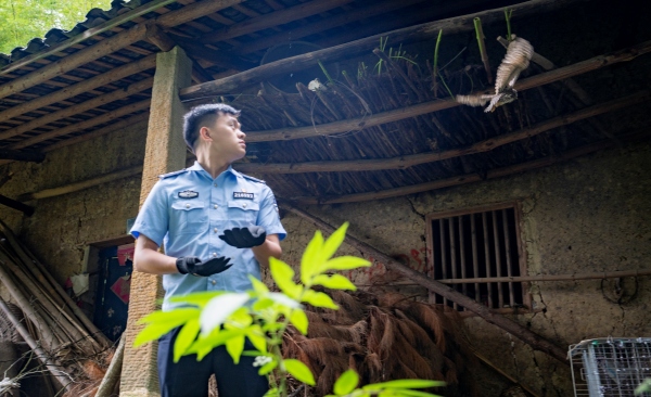 陳港對成功“畢業”的13只貓頭鷹進行野外放歸。熊威攝
