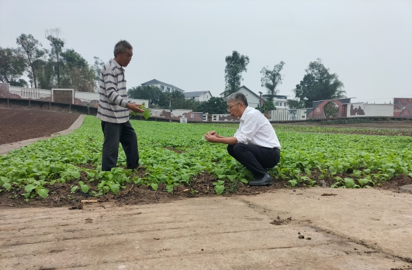重慶市人大代表和種植戶研究榨菜種植。受訪者供圖