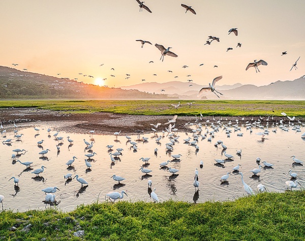 生態城市鷺鳥家園。王曉宇攝