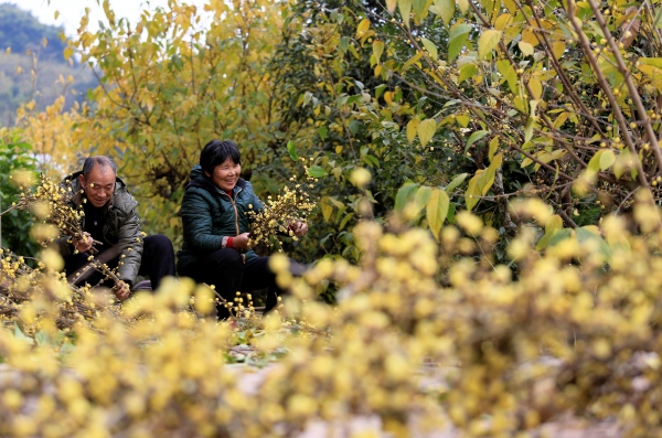 村民喜摘蠟梅。北碚區委宣傳部供圖