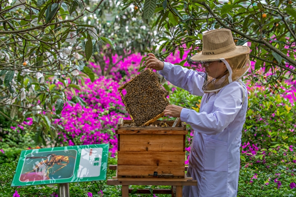在“萬企進萬村”行動中，巴南區云篆山村民通過中蜂養殖增收。受訪者供圖