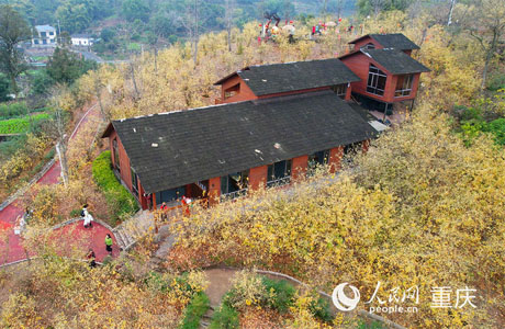 									小小蠟梅 香飄全國					隆冬時節，蠟梅飄香。在“中國蠟梅之鄉”重慶市北碚區靜觀鎮素心村蠟梅園，一簇簇蠟梅競相綻放，沁人心脾的花香縈繞四周，令人心曠神怡。不少市民尋香而來，感受蠟梅的馥郁芬芳。　　靜觀鎮種植蠟梅已有500多年歷史，種有蠟梅1萬余畝。其中，以素心蠟梅最為著名。				
