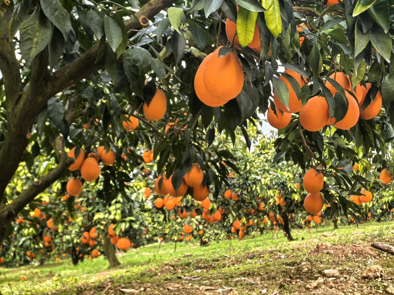 柳池村臍橙迎來豐收。李征攝