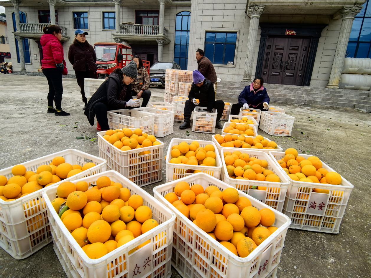 村民正在等待采購車輛上門運輸臍橙。李征攝
