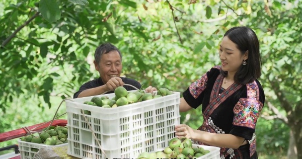 巫山核桃采摘。受訪者供圖