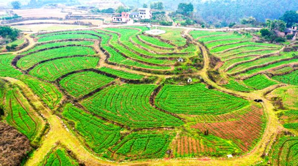 云霧花澗·萬畝梯田?；顒又鬓k方供圖