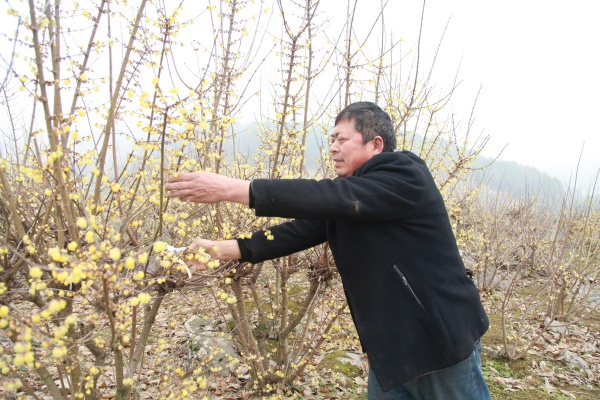 村民徐均在剪切蠟梅花枝。陳李娟攝