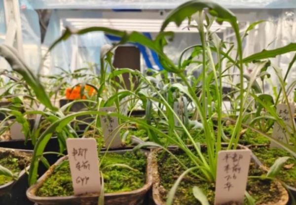 豐都車前。豐都縣融媒體中心供圖