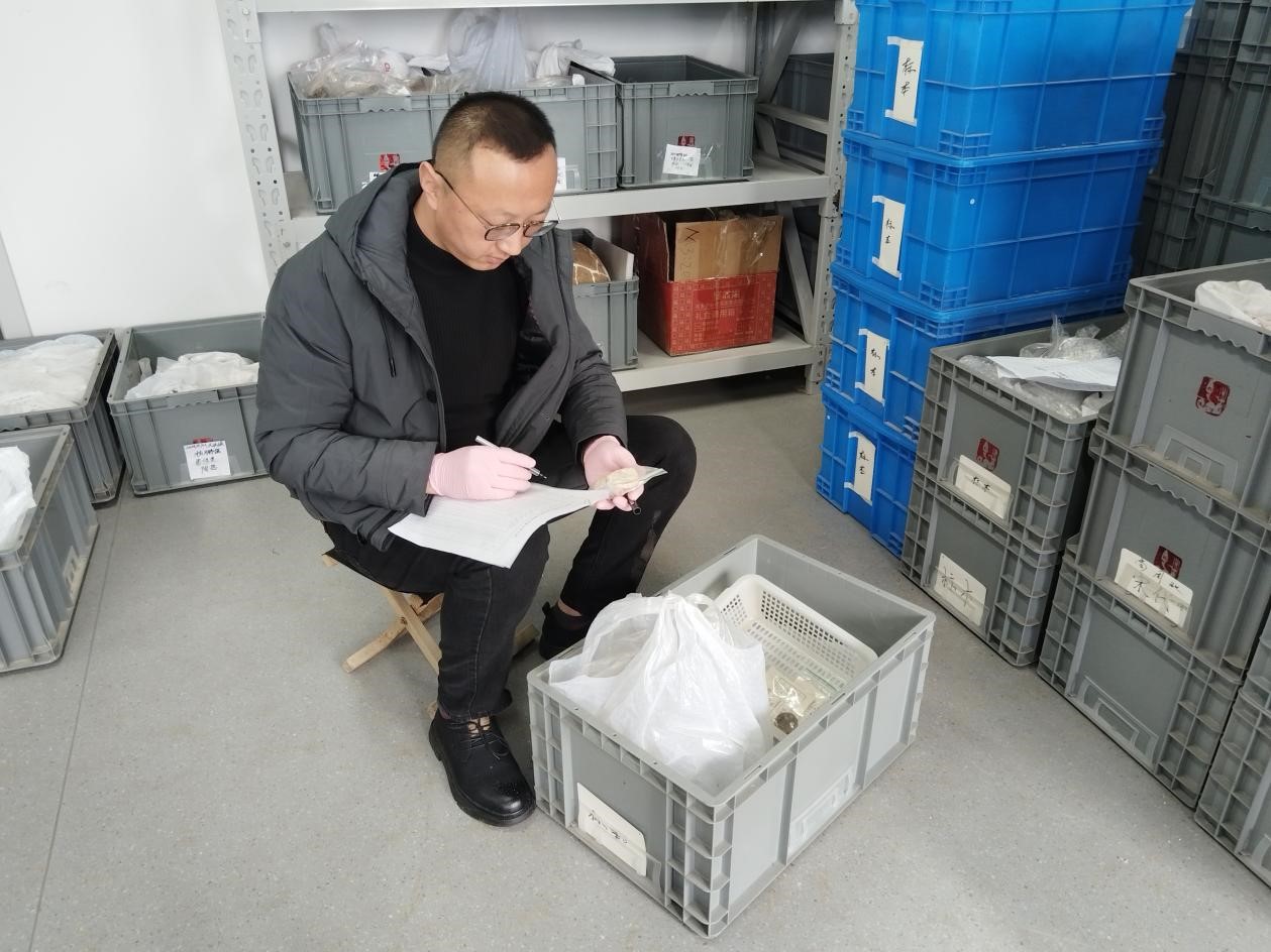 楊鵬強在整理文物資料。馮耀攝