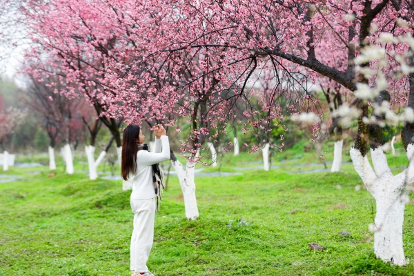 市民賞梅。大足區委宣傳部供圖