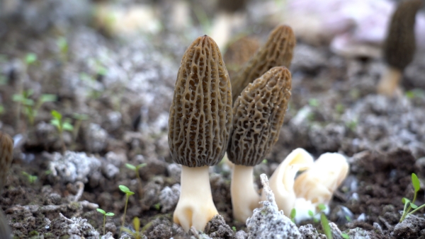 破土而出的羊肚菌。大足區融媒體中心供圖