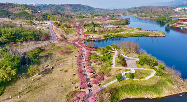 明月湖梅花盛放。兩江協同創新區供圖