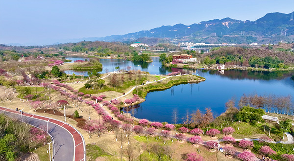 明月湖梅園。兩江協同創新區供圖