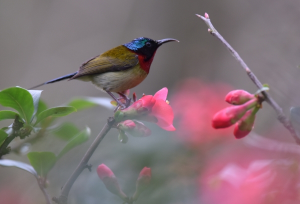 涪陵區白鶴森林公園內海棠花開。黃河攝