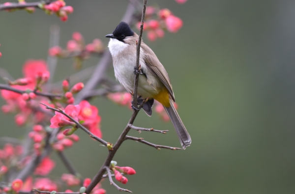 涪陵區白鶴森林公園內海棠花開。黃河攝