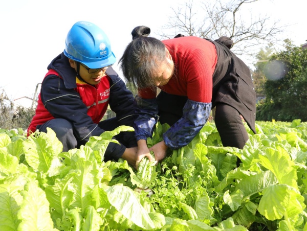 國網重慶綦江供電公司趕水供電所工作人員正在趕水鎮雙龍村幫助村民收蘿卜。袁巧攝
