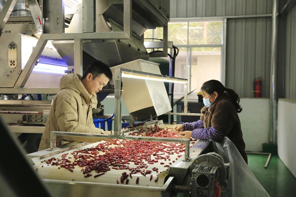 孫和發（左一）指導村民操作機器，對采摘的鮮辣椒進行烘干、剪把、除濕、風選等一系列初加工。謝紹春攝