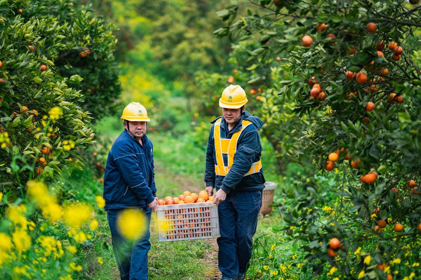 2月25日，在榮昌區清流鎮馬草村血橙種植基地，國網重慶永川供電公司工作人員和果農在一起勞作，了解現階段用電需求，確保果園的噴灌、水肥一體化、凍庫運行等用電設備能夠正常運行。賴小龍攝