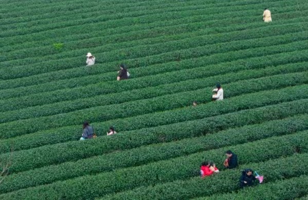 春茶開采，市民游客進入茶園體驗采茶樂趣。劉紀湄攝