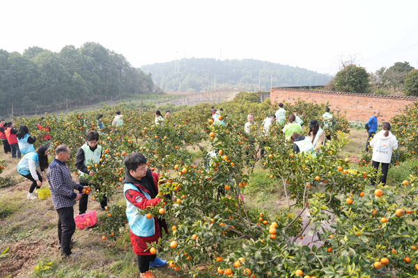 西南大學的志愿者在幫種植大戶采摘沃柑。西南大學供圖