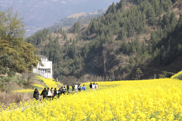 巫山縣龍溪鎮馬嶺村高建溝的50余畝油菜花盛開，吸引眾多市民前往游玩打卡。余琦攝