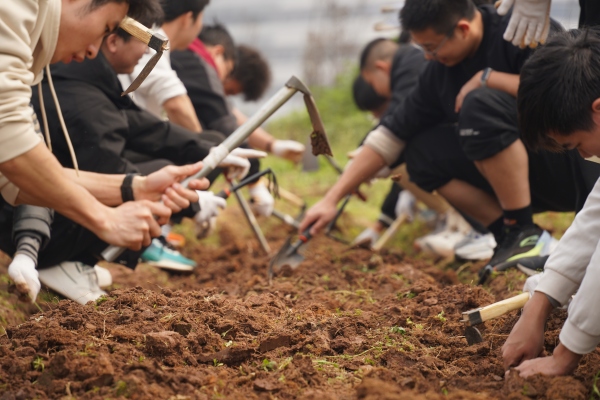 學生們在田間除草、松土。重慶理工大學供圖