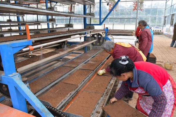 石灘鎮水稻商品化育苗中心的工作人員將撒了種子的育苗盤上架到循環育秧系統機。楊明麗攝