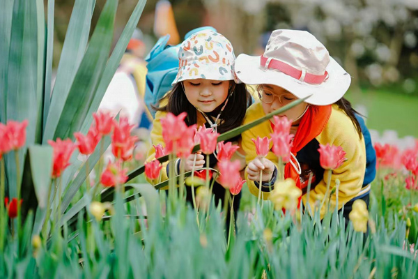 植物研究。人民（融僑）小學供圖