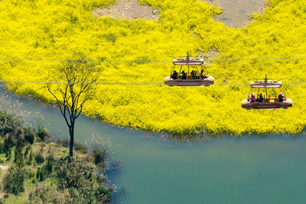 游客乘坐索道在油菜花田上空穿梭。景區供圖