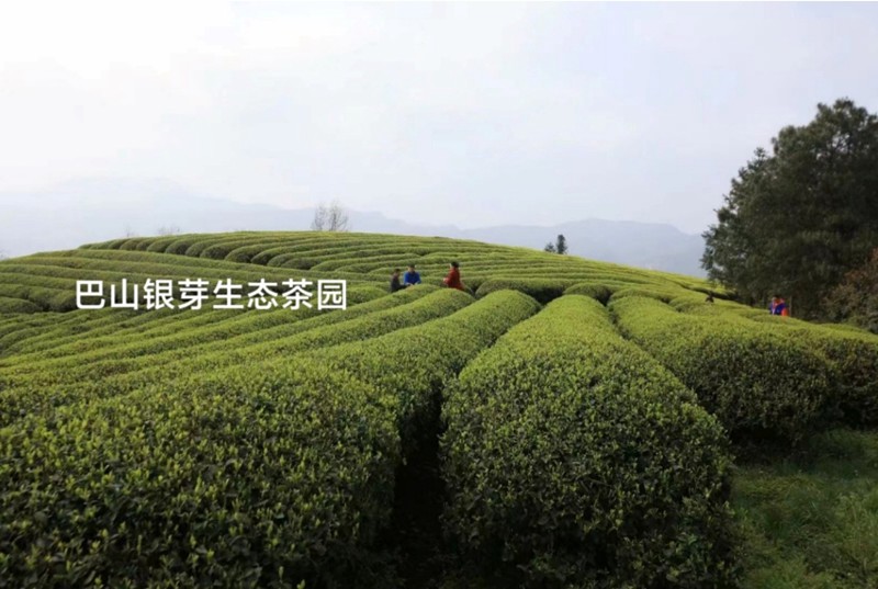 重慶品茗茶業公司-巴山銀芽生態茶園 巴南區農業農村委供圖