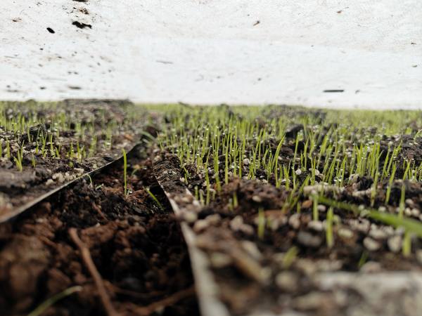 秧苗生機勃勃。賴宜攝