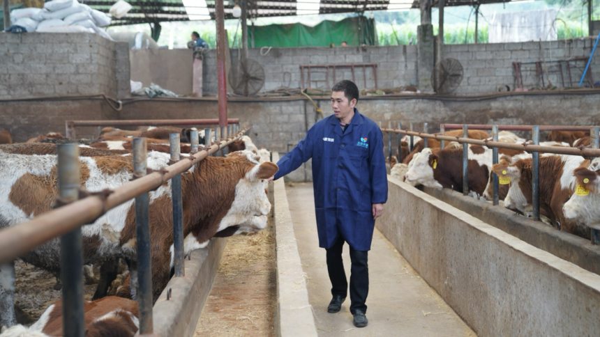張林蔥巡查牛舍。受訪者供圖