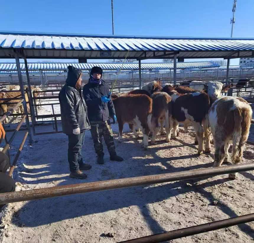 張林蔥北上挑牛。受訪者供圖