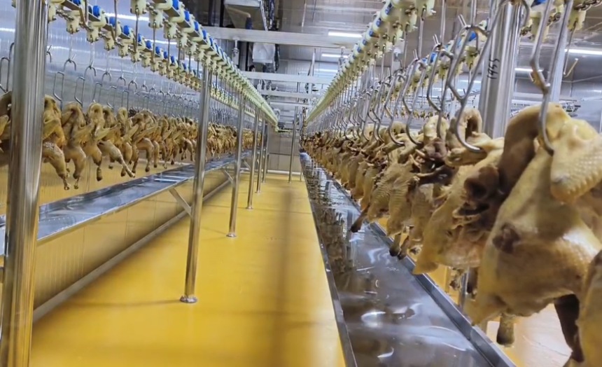 煮熟的雞肉進行攤涼處理。受訪者供圖