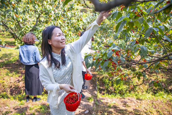 游客采摘櫻桃。魚洞街道供圖