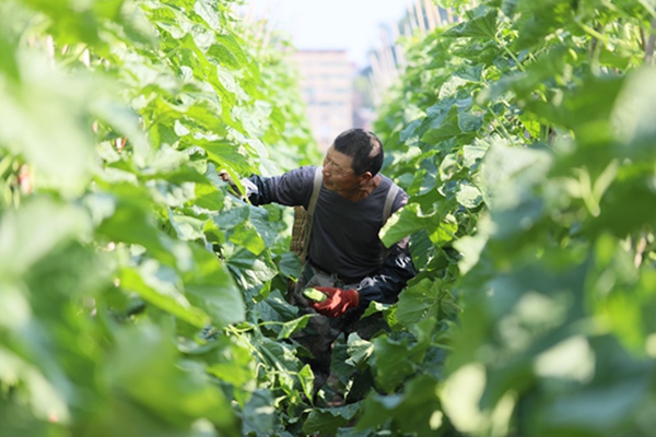 村民采摘黃瓜。袁啟芳攝