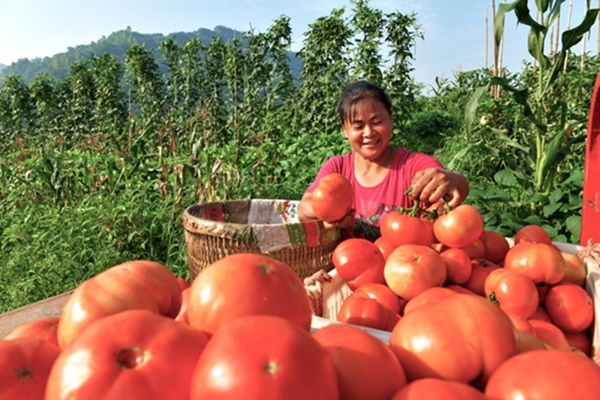 番茄豐收。蓮花街道供圖