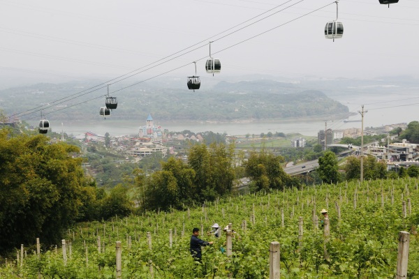 村民對葡萄樹進行掐尖、扣枝。景區供圖