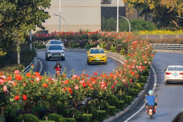 多彩月季街頭盛放。羅云希攝