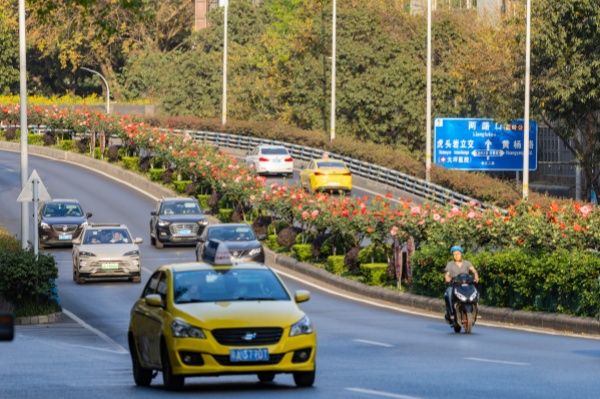 多彩月季繪就城市春日美景。羅云希攝