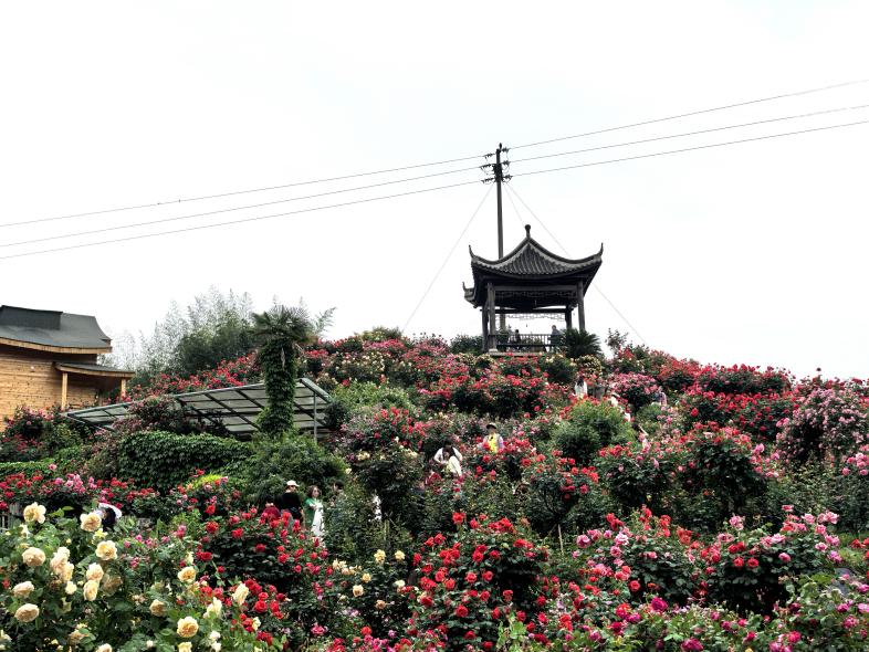 玫瑰盛放，美不勝收。徐雯瑄攝