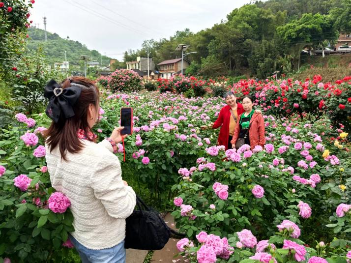 游客置身花海，拍照記錄。徐雯瑄攝