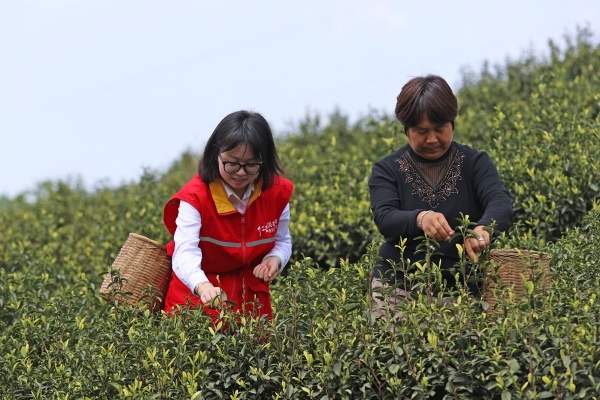 志愿者服務隊隊員們正在茶園采茶。趙勇攝